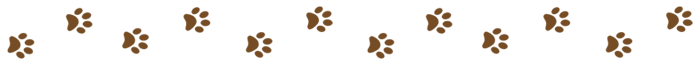 Soft Coated Wheaten Terrier Breader Massachusetts