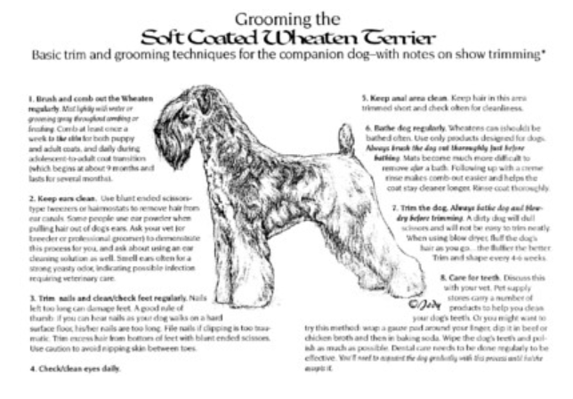 Dog Groomer Massachusetts 