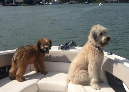 Soft Coated Wheatens for Sale 