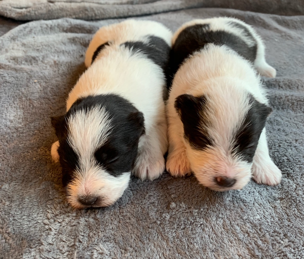 Dog Breeders Massachusetts 